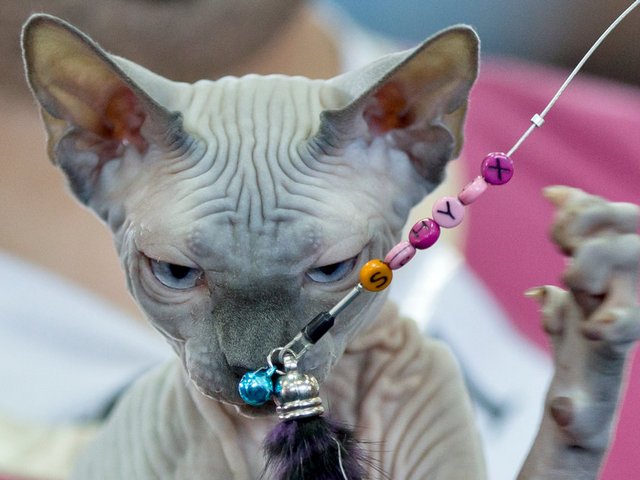 Выставки кошек в Краснослободске | ЗооТом портал о животных